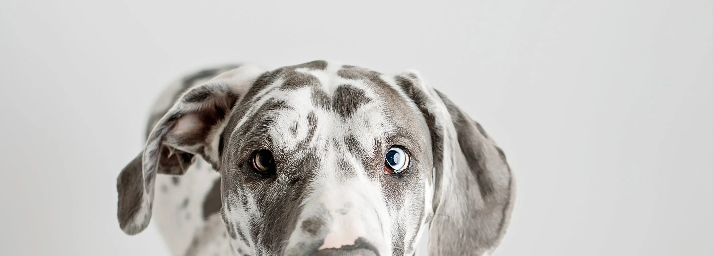 dog photoshoot syracuse ny 