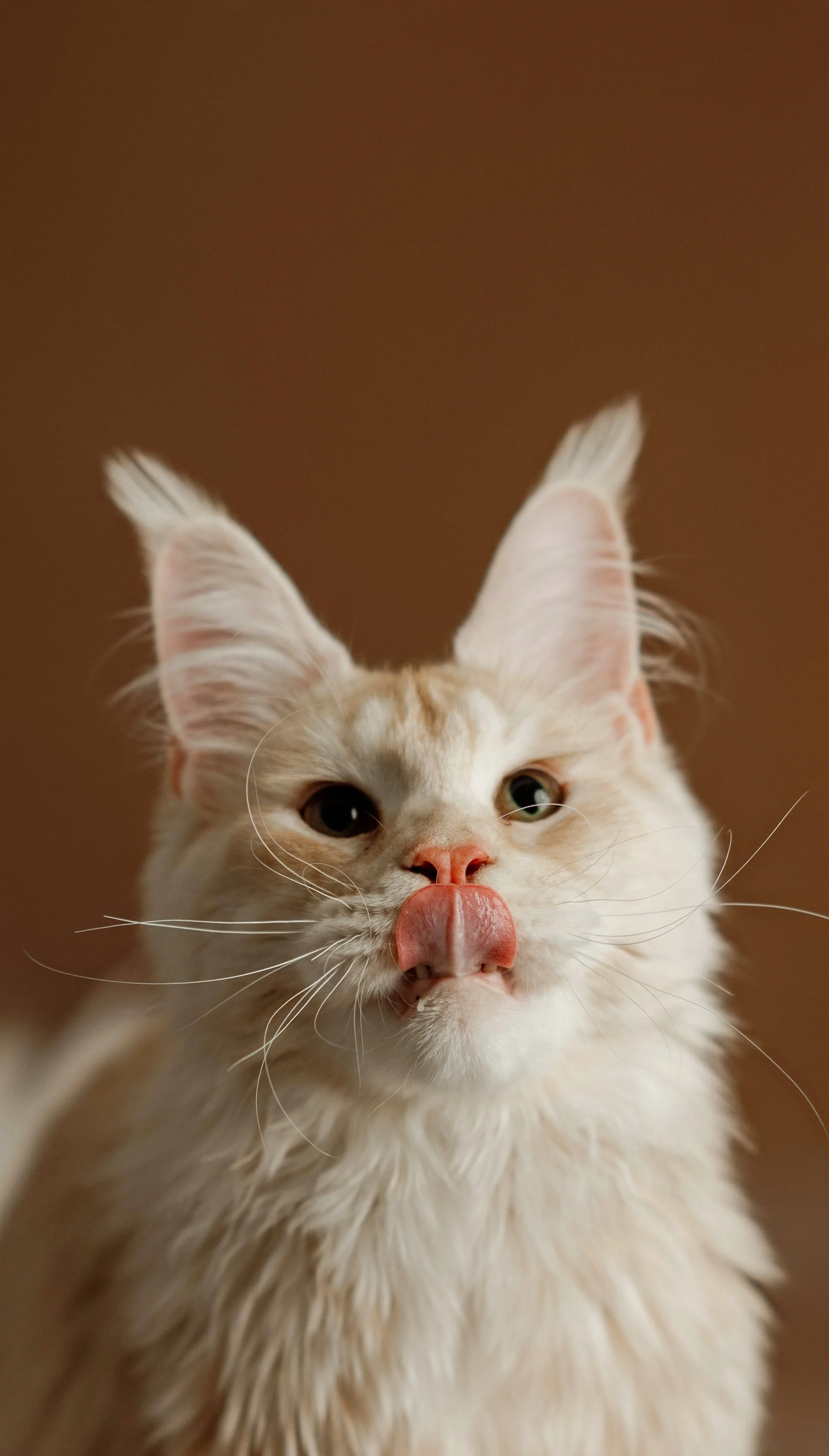 PAWtraits