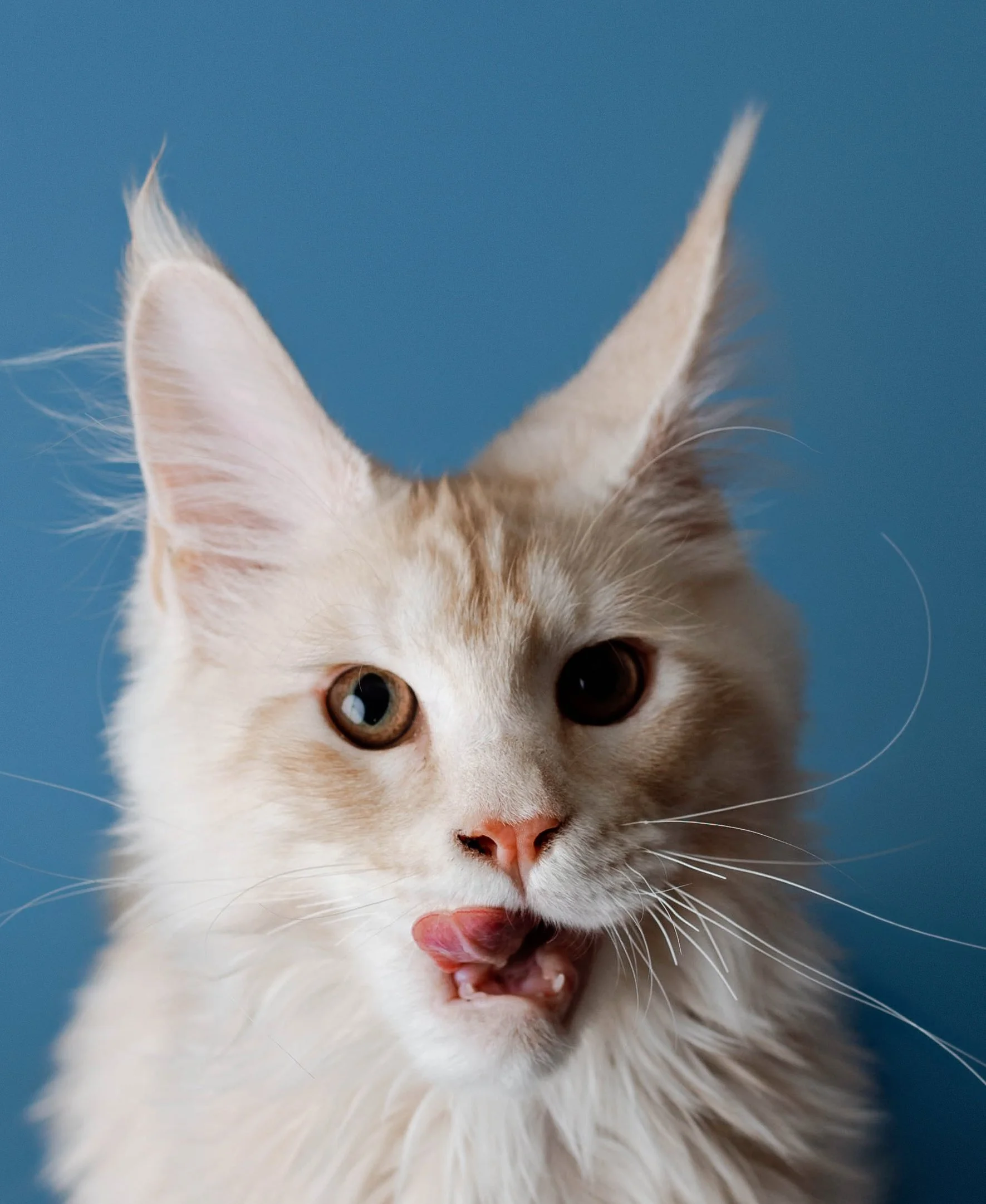 syracuse ny pet photos
