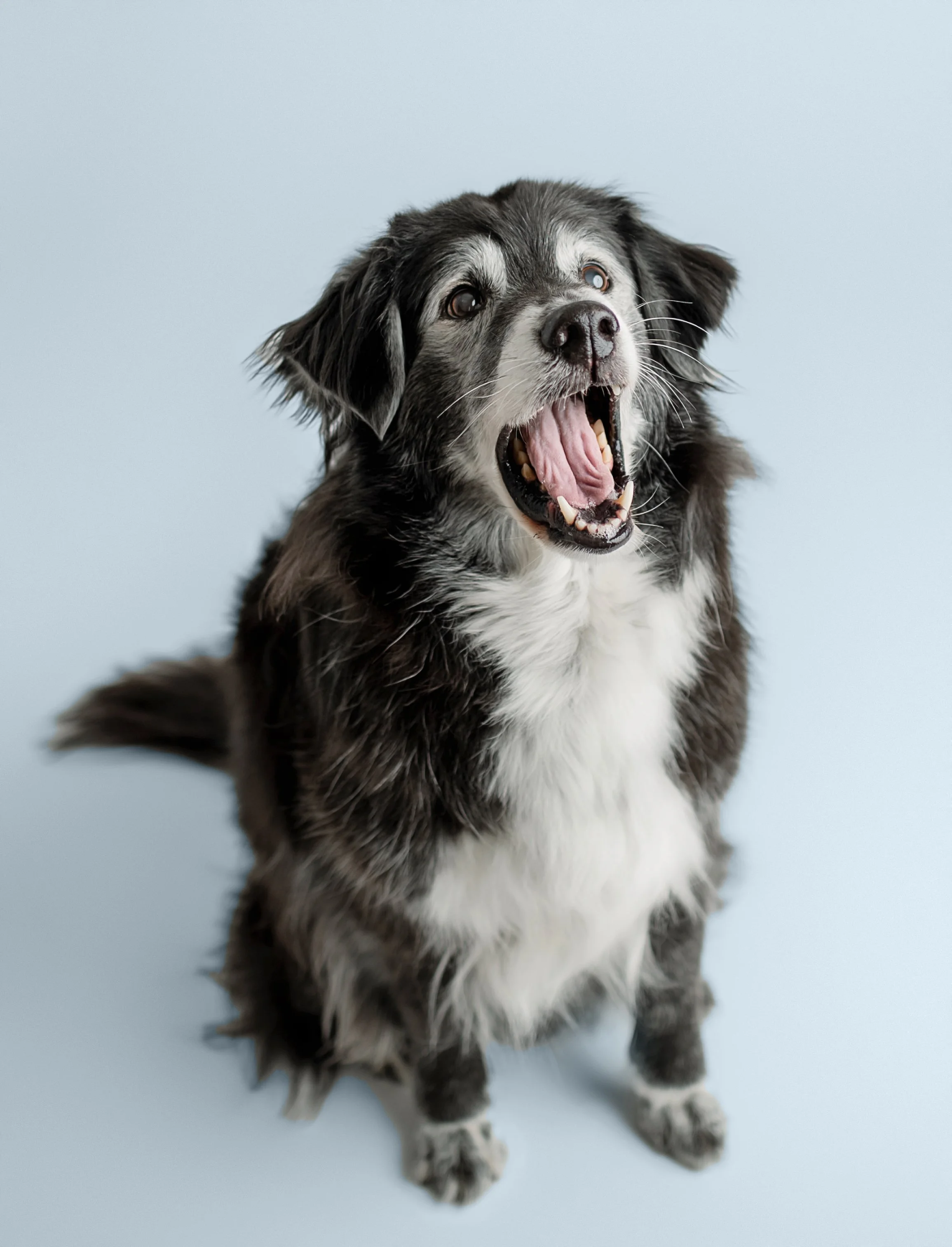 dog photographer in syracuse ny