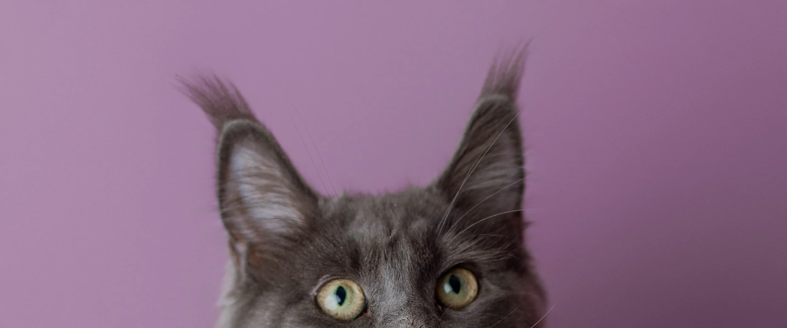 cat photos cny