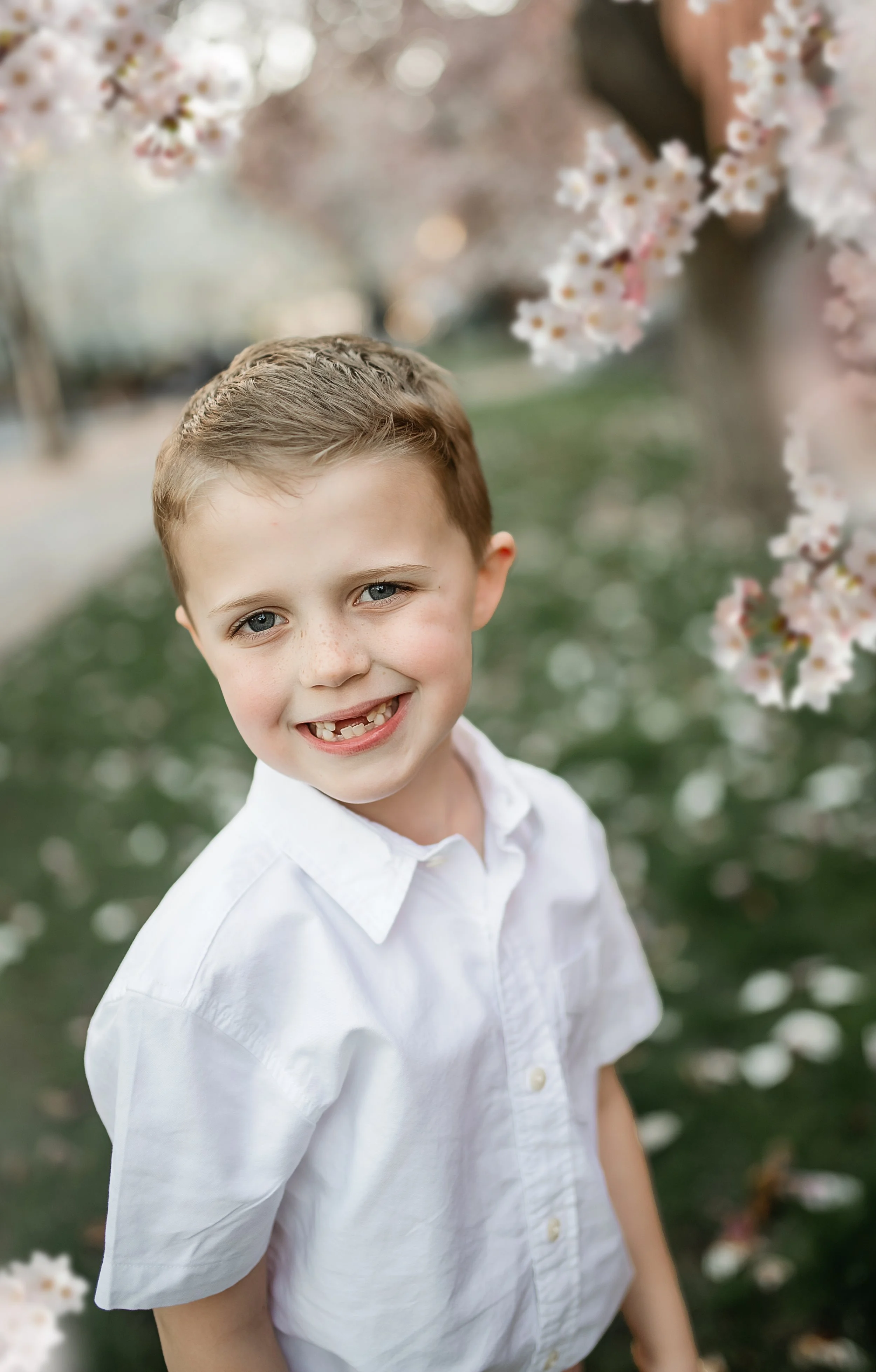 cherry blossoms syracuse ny