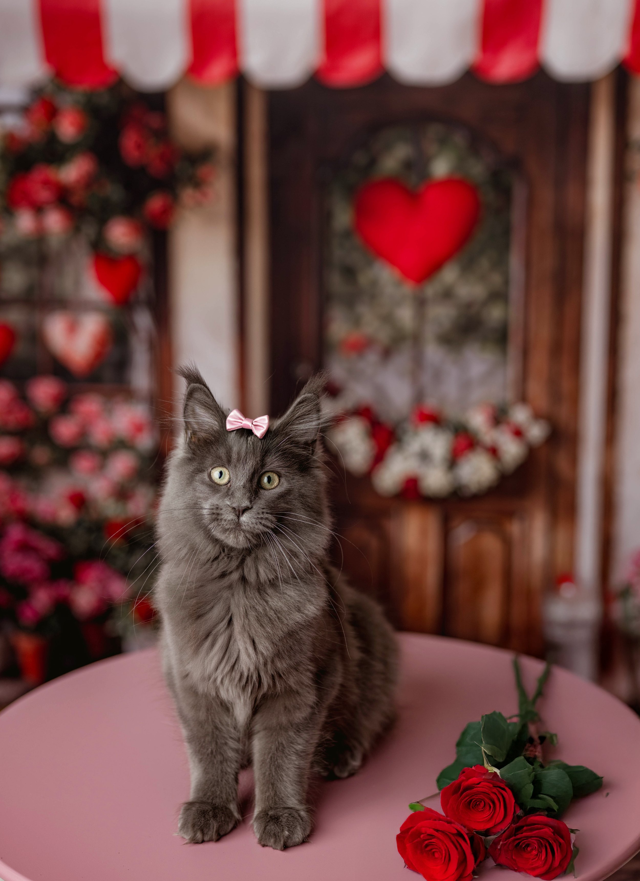holiday pet photos in syracuse ny 