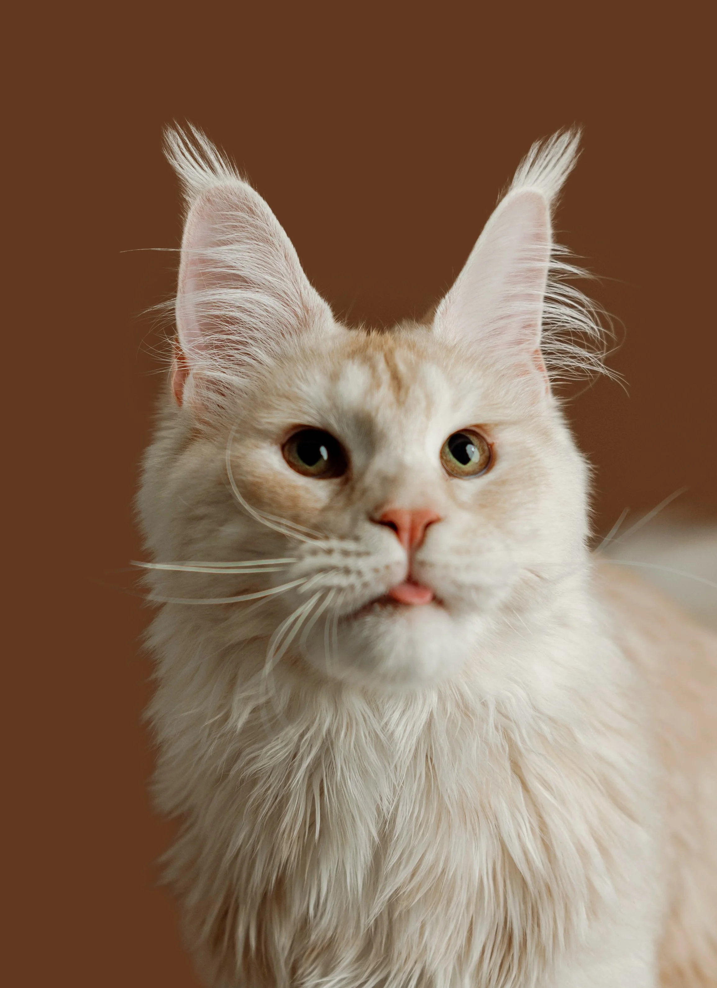 maine coon photographer 