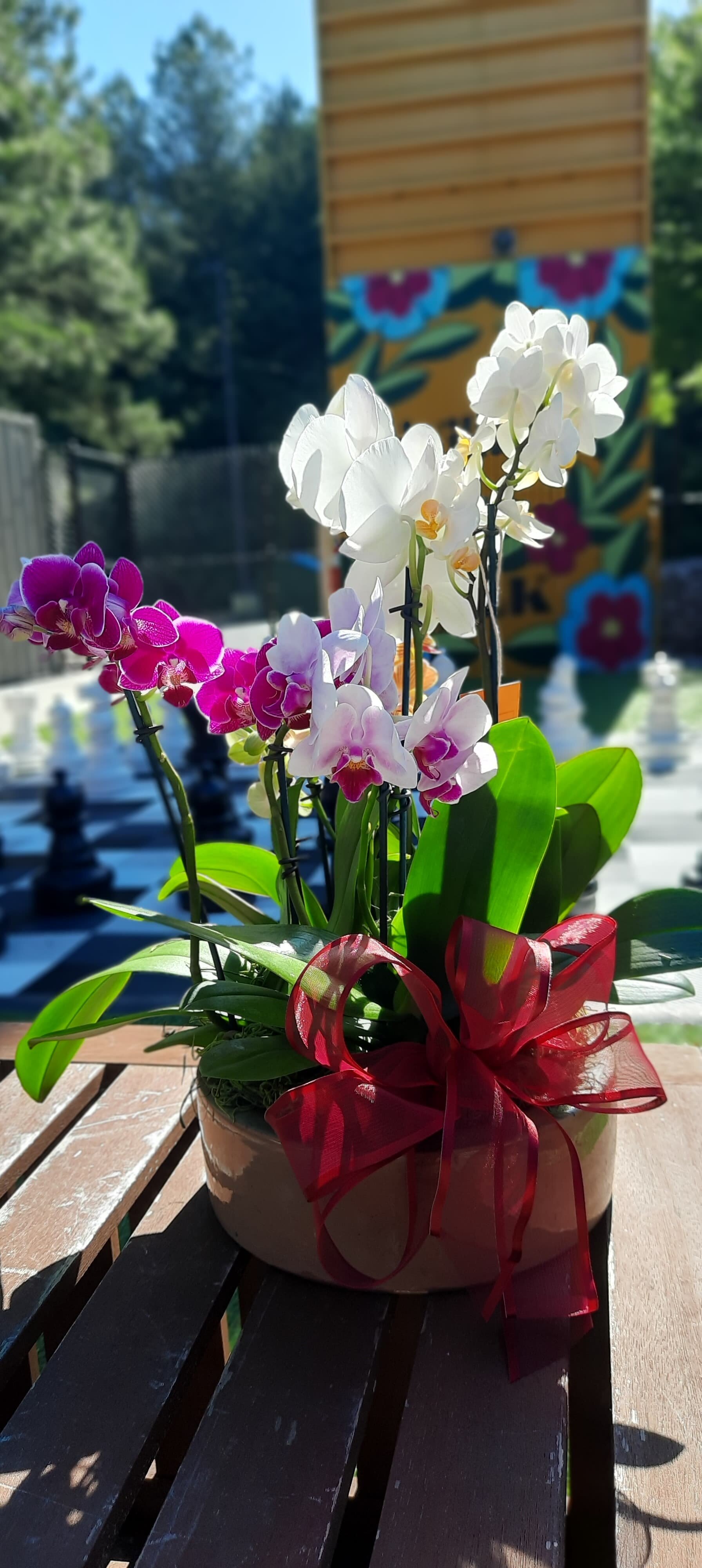 Royal Orchid Basket