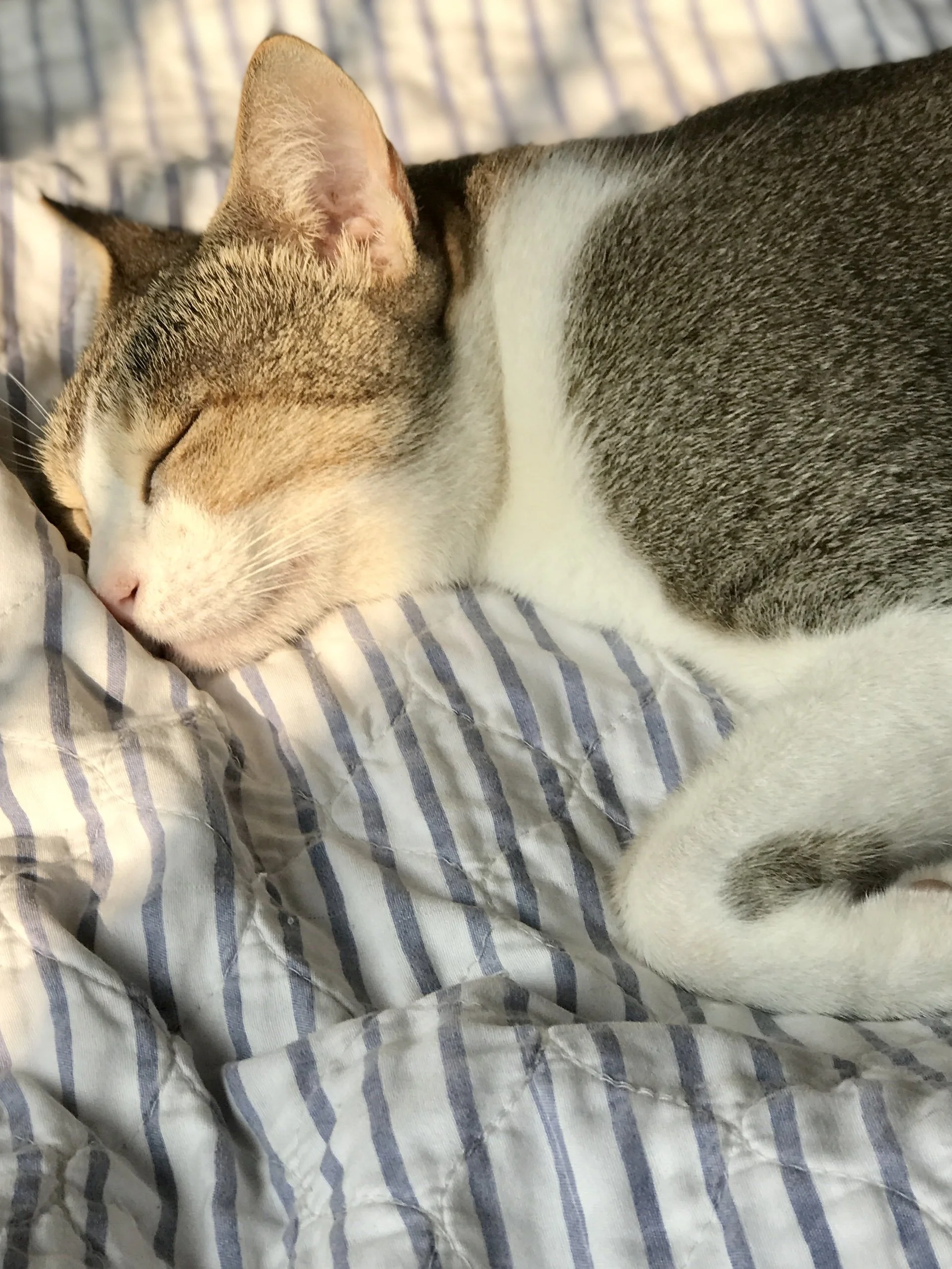 IMG_6317.jpeg