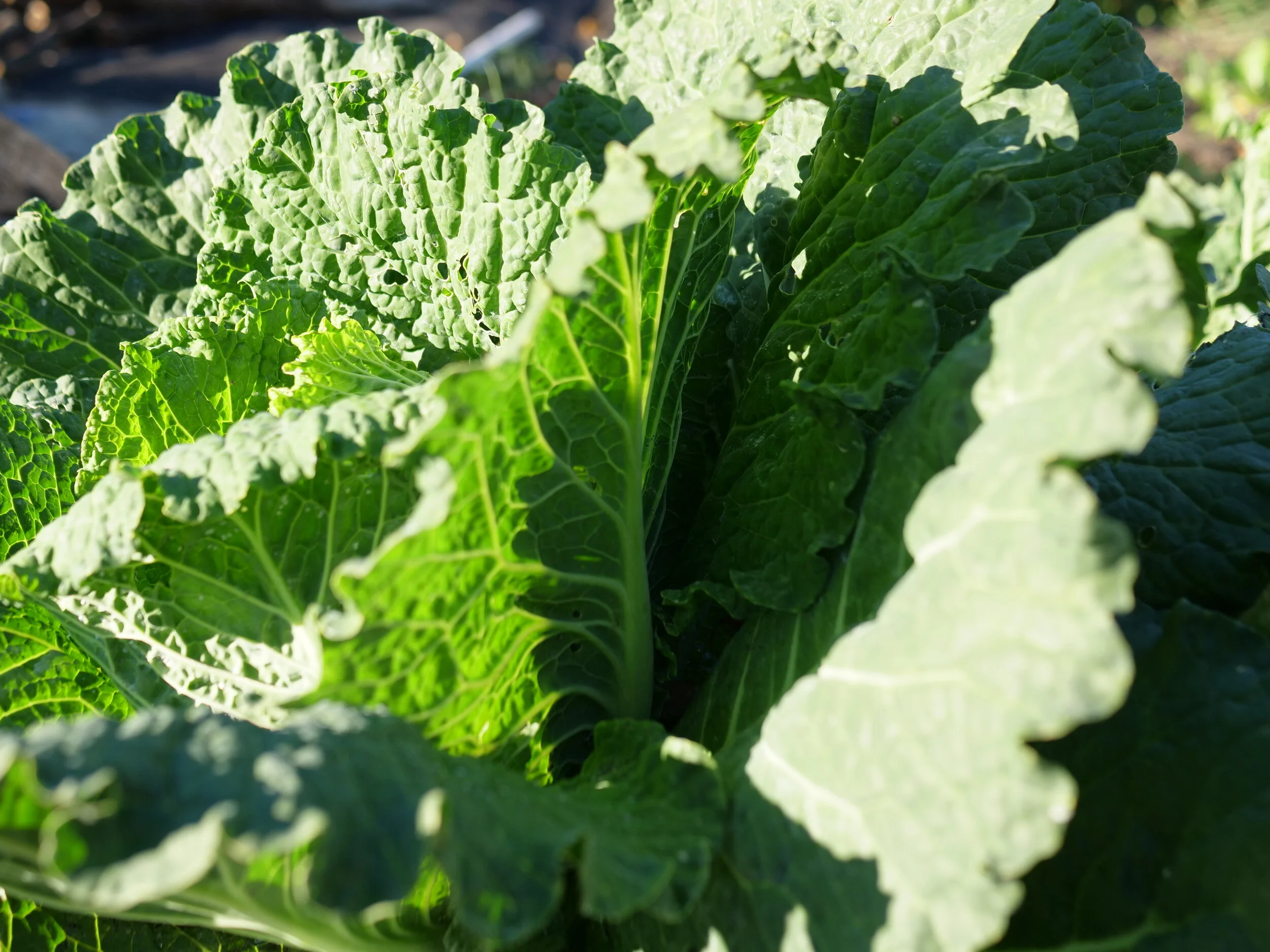 Gallery — Nurturing Roots