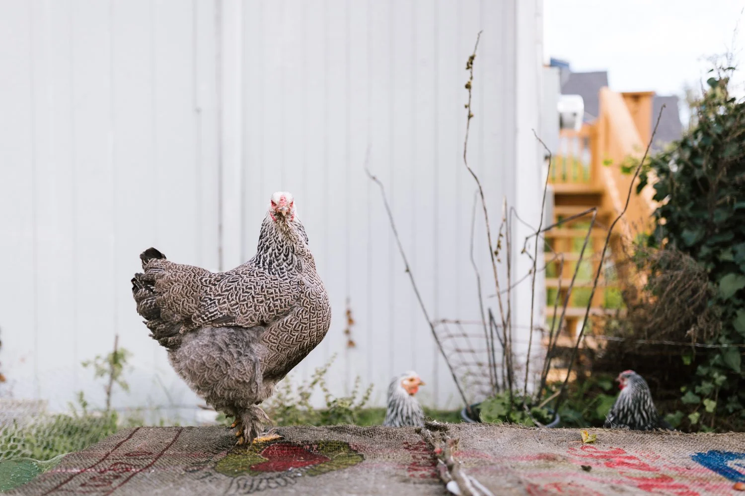 Gallery — Nurturing Roots