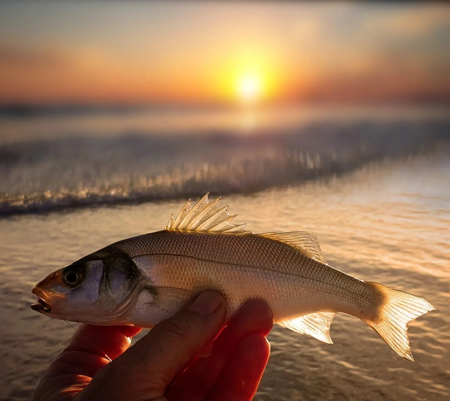 They don't have to be big to be worthy of a photo..... fly fishing for small summer bass from the beach.

*****
See link in bio for bass podcasts. Episodes 4, 5 &amp; 45.
*****