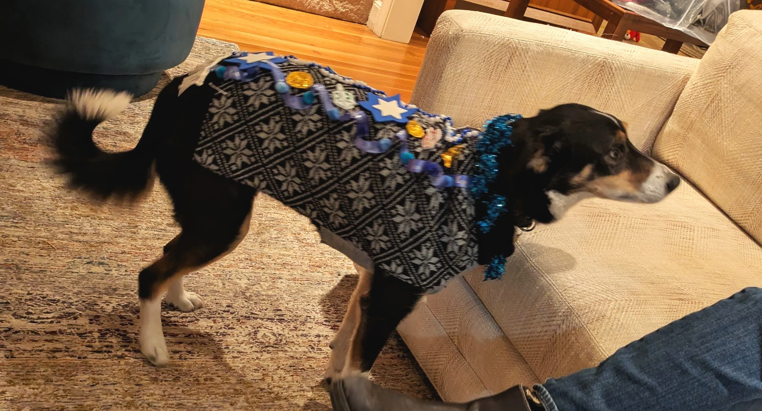 Puppy+in+Chanukah+sweater.jpg
