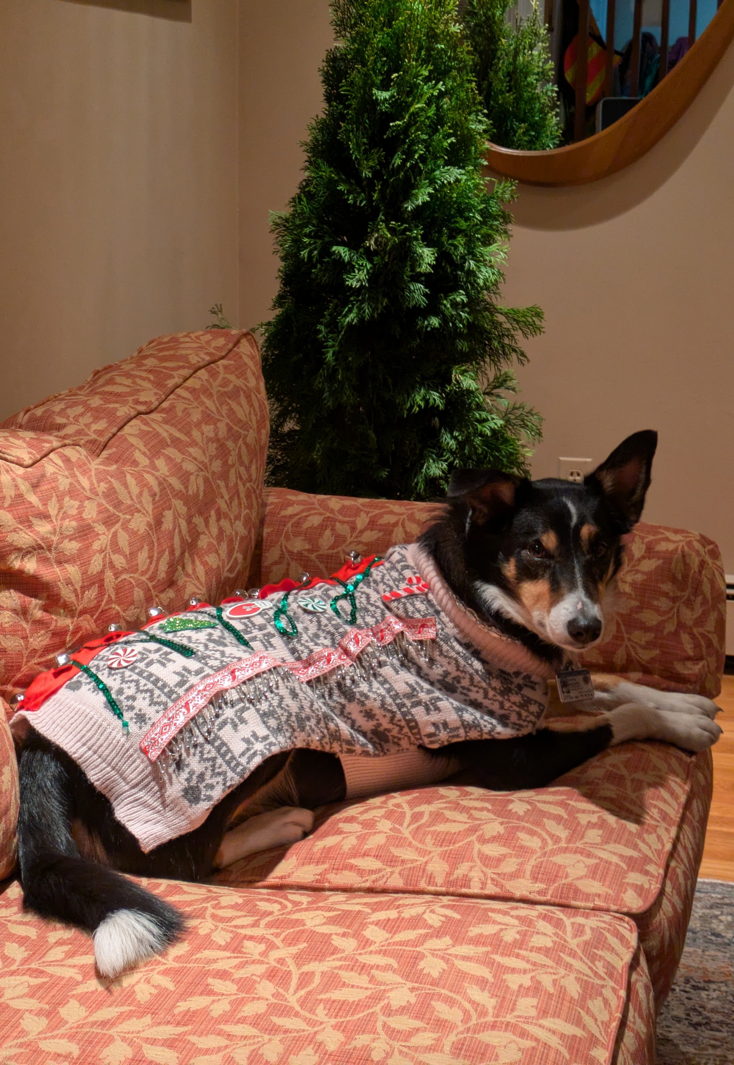 Hacker Creations: Dog Sweater