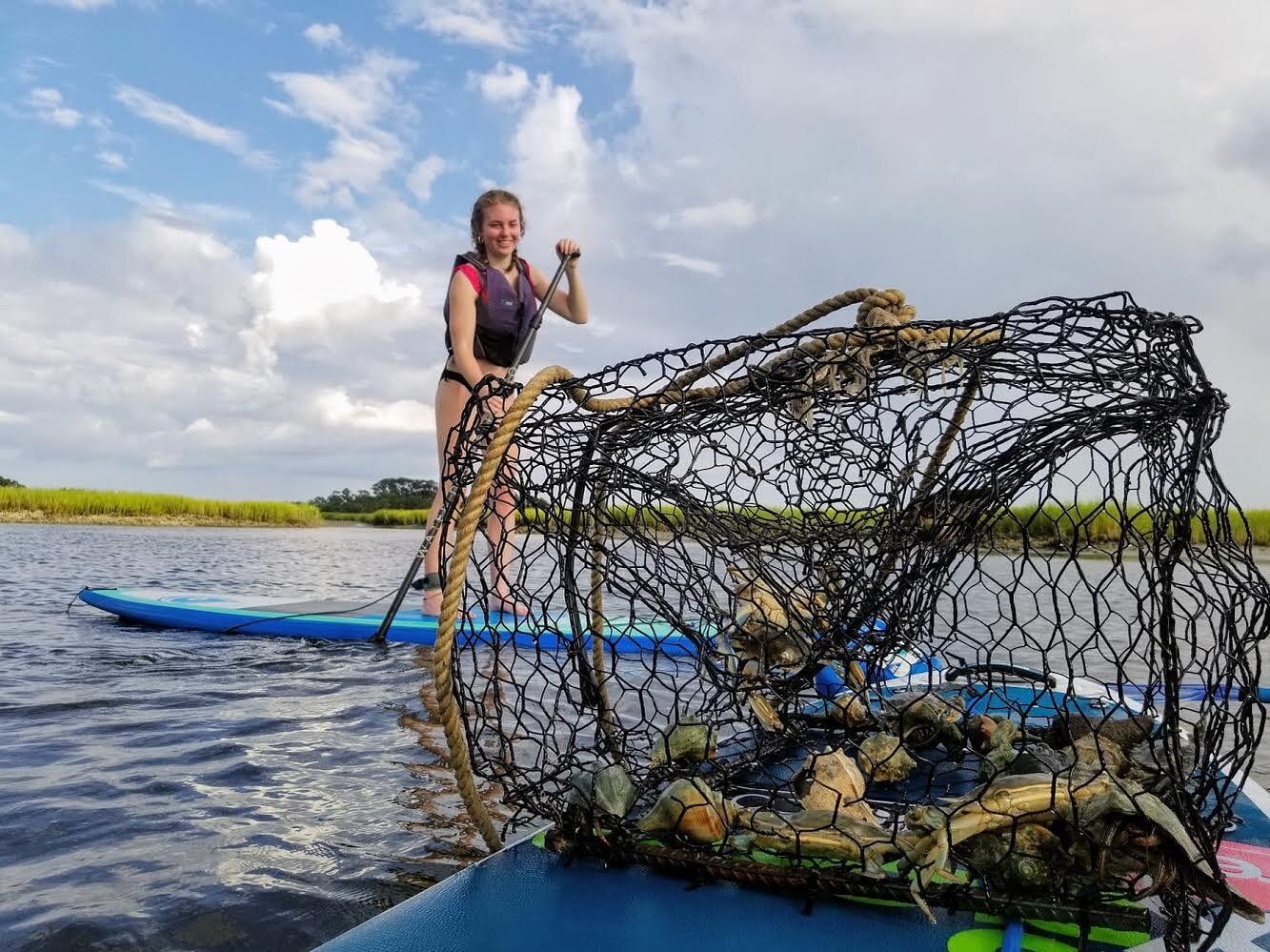 You never know what you&rsquo;ll find🦀🐚
&bull;
Did you know the scientific name for Blue Crab is Callinectes, which translates to Beautiful Swimmer? Crabs can only swim and walk side to side instead of forward and backward! 

#crabs #bluecrabs #car