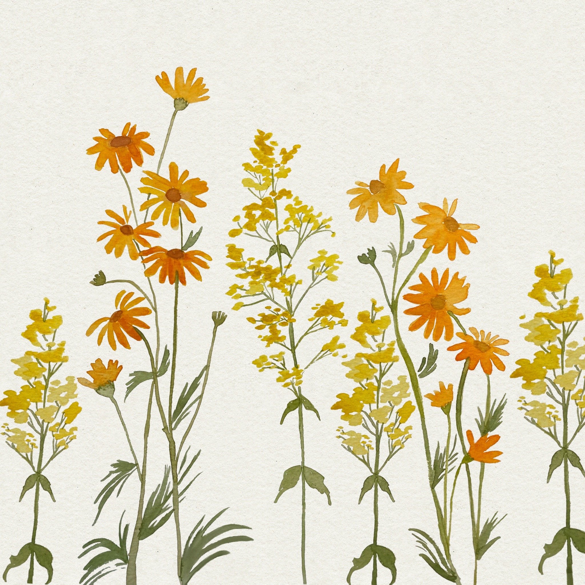 Lady's Bedstraw and Orange Daisy Flower Watercolor Pattern
