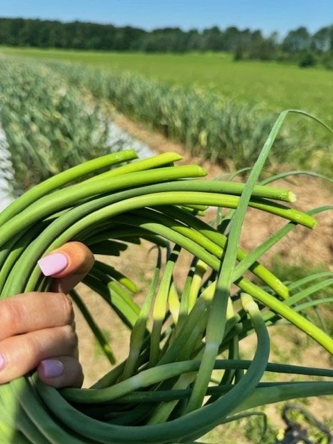 Garlic Scapes - 1  Pound Order