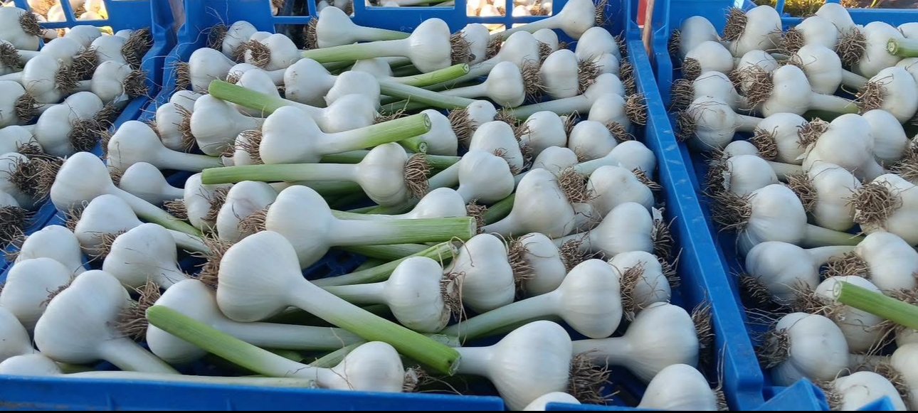 Hugick Farms Garlic