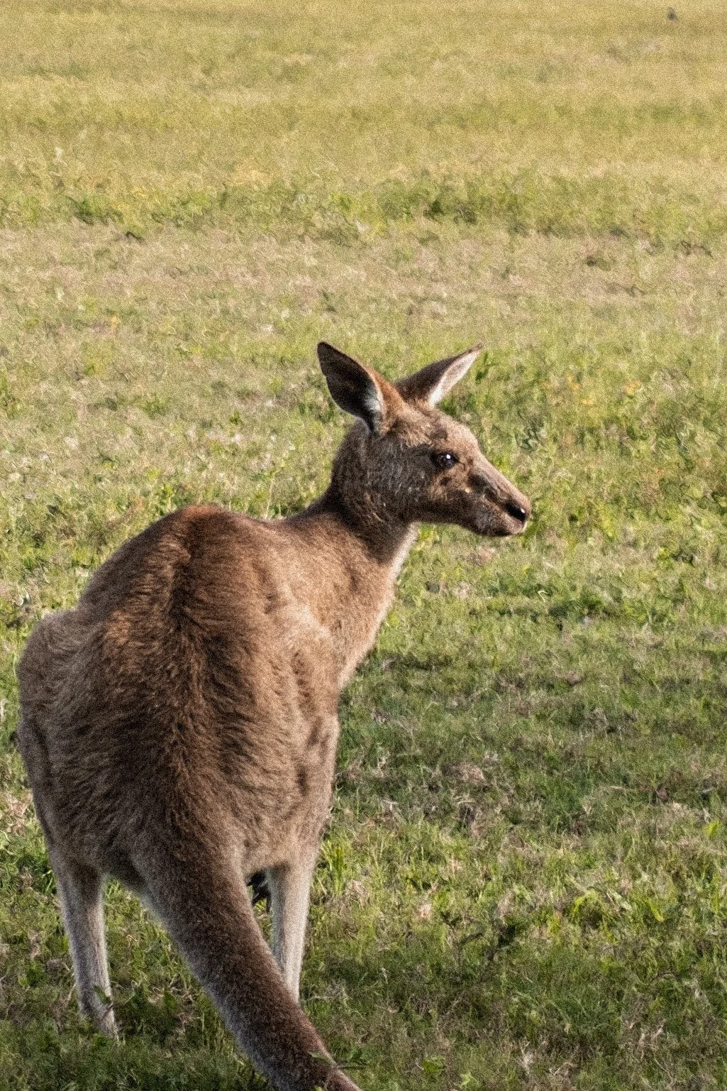 Kangaroo Stare.jpg
