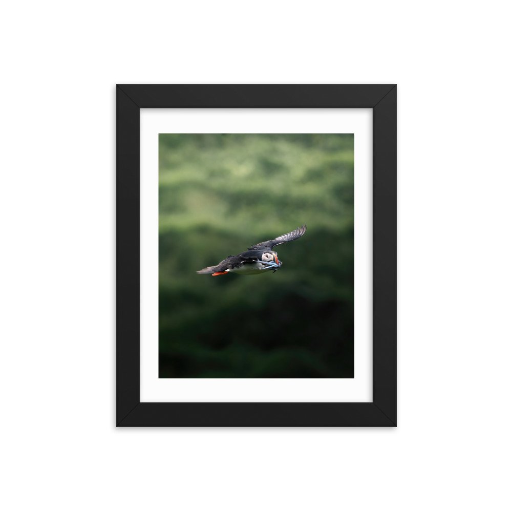 premium-luster-photo-paper-framed-poster-(in)-black-8x10-transparent-6571f5638a8c1.jpg