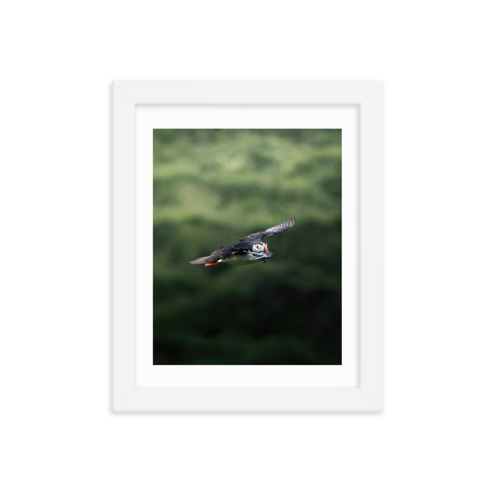 premium-luster-photo-paper-framed-poster-(in)-white-8x10-transparent-6571f5638ab37.jpg