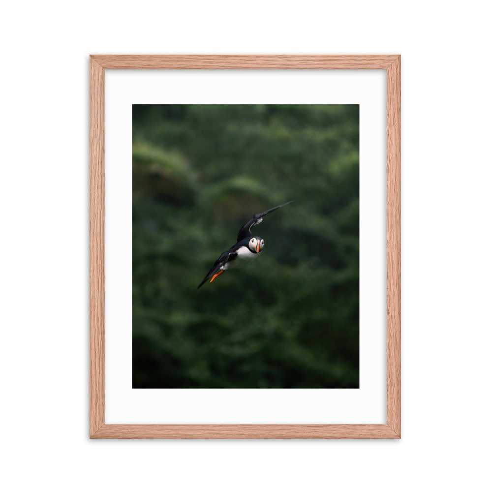 premium-luster-photo-paper-framed-poster-(in)-red-oak-16x20-transparent-6571f724727ad.jpg