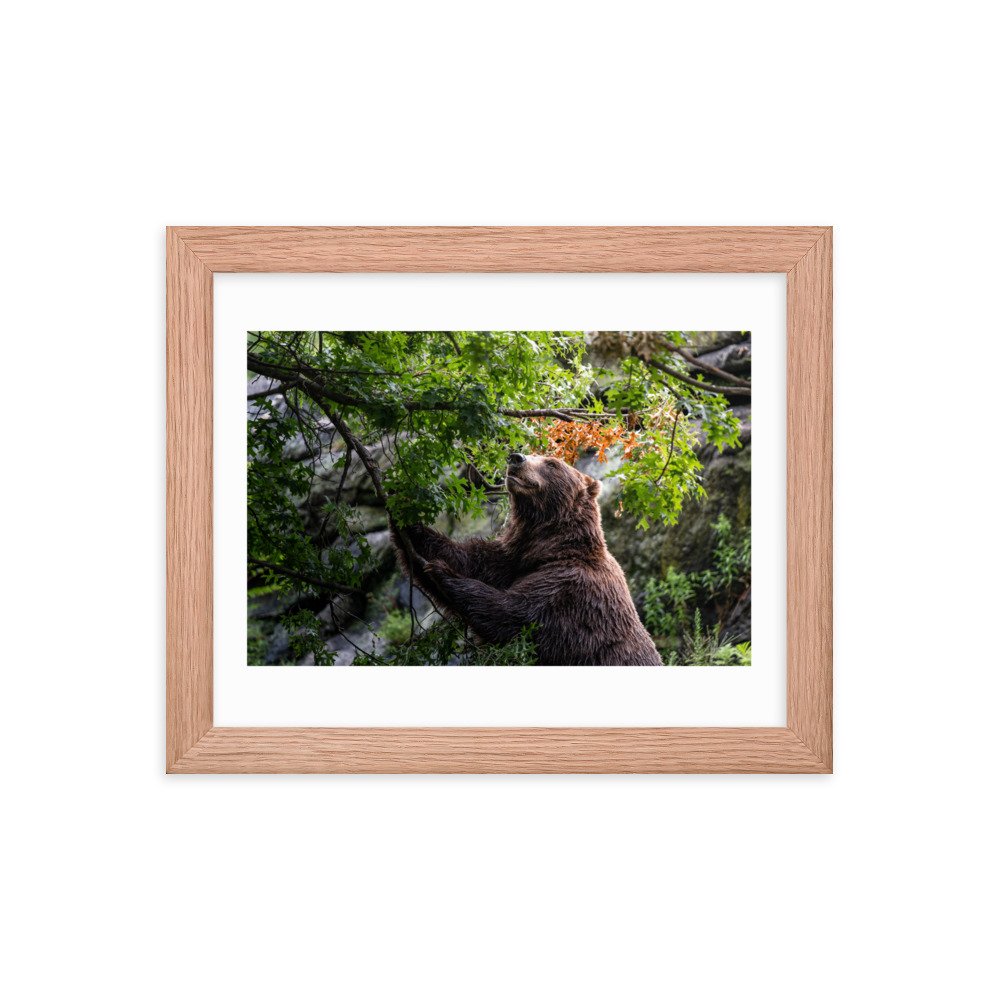 premium-luster-photo-paper-framed-poster-(in)-red-oak-8x10-transparent-65721f881b9c9.jpg