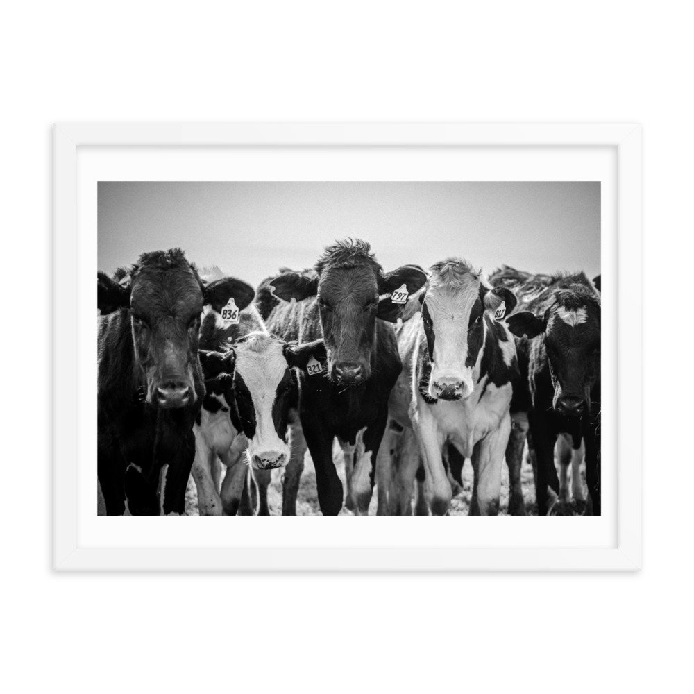 premium-luster-photo-paper-framed-poster-(in)-white-18x24-transparent-65722e3fe7d6f.jpg