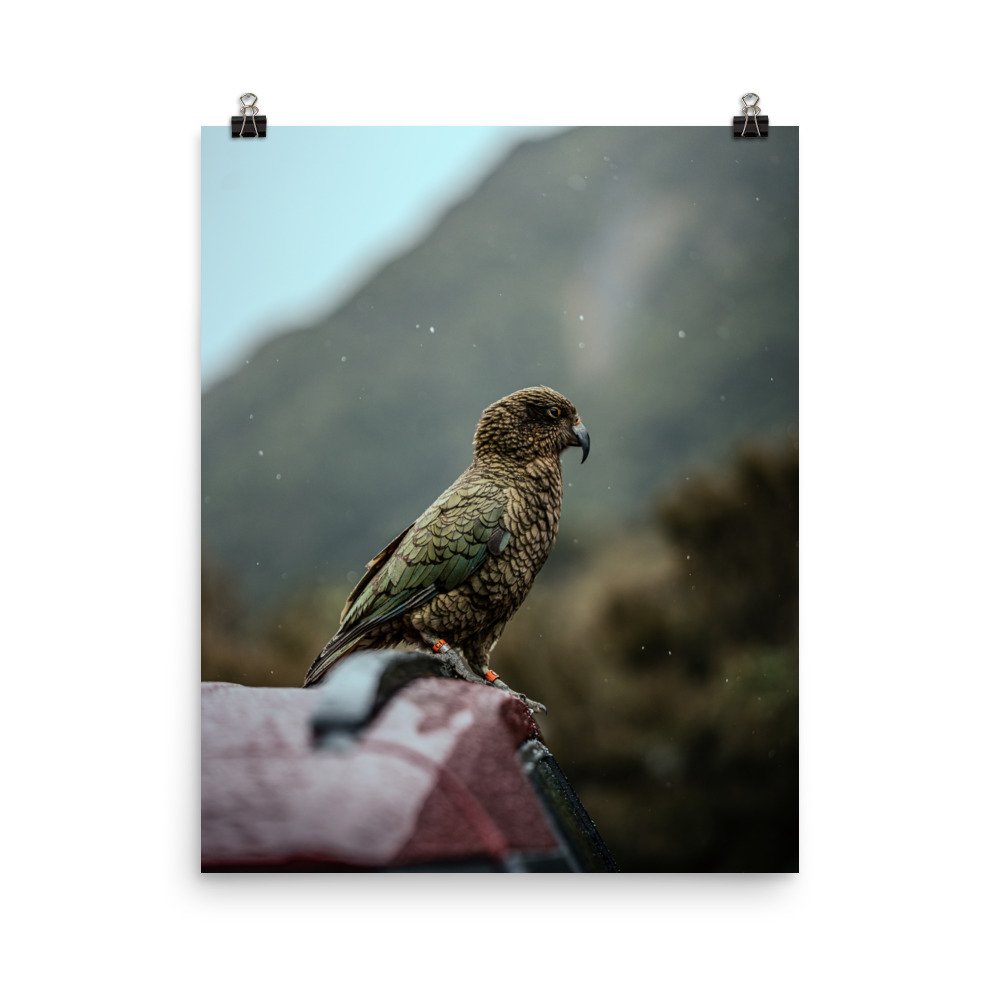 premium-luster-photo-paper-poster-(in)-16x20-transparent-659c4245a4356.jpg