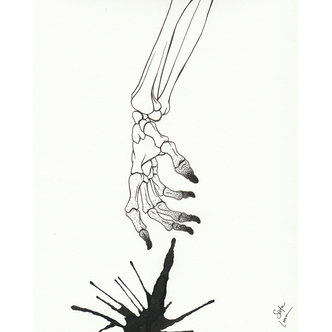 28. Skeletal