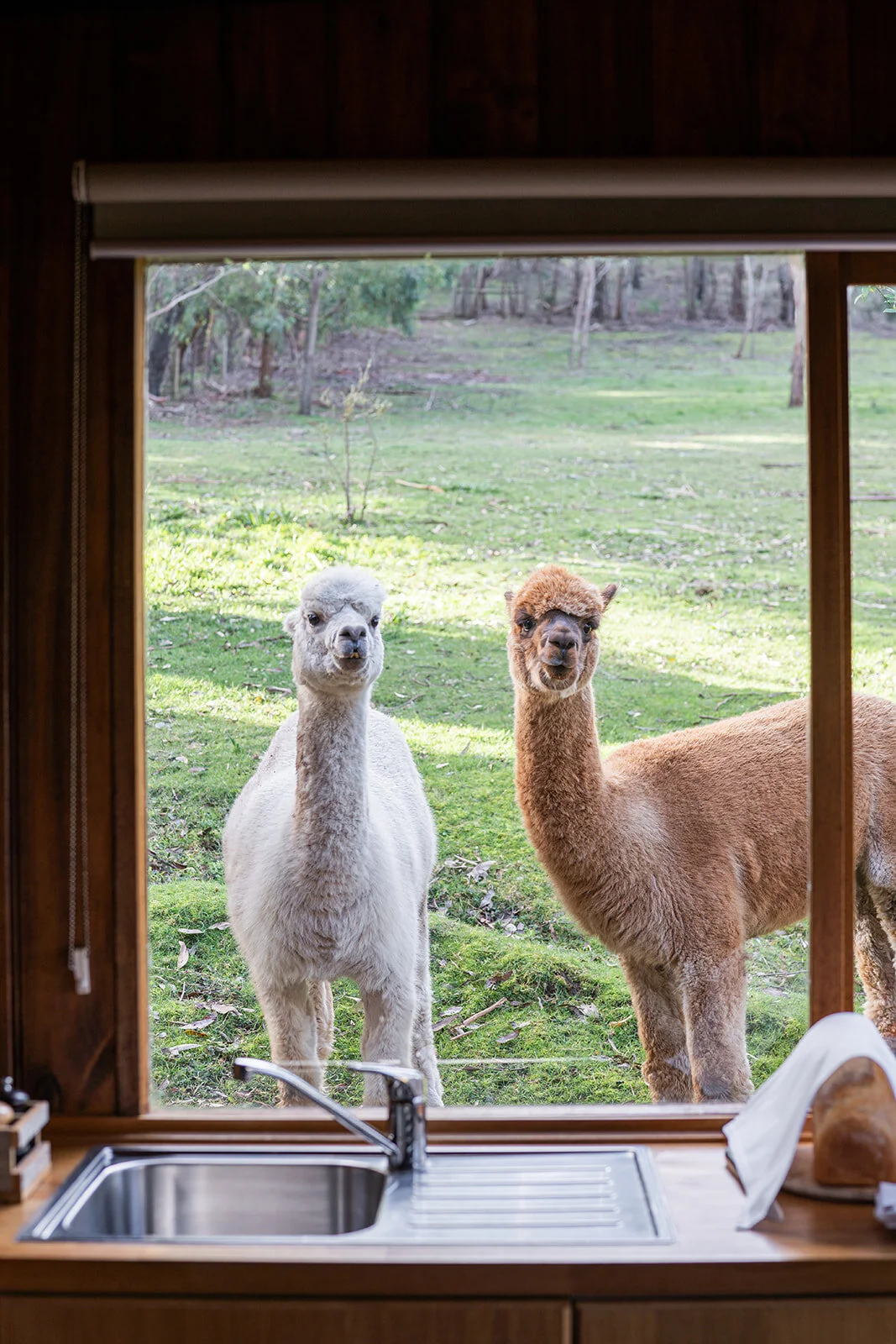 braeside-mt-macedon-cabin-alpaca.jpg