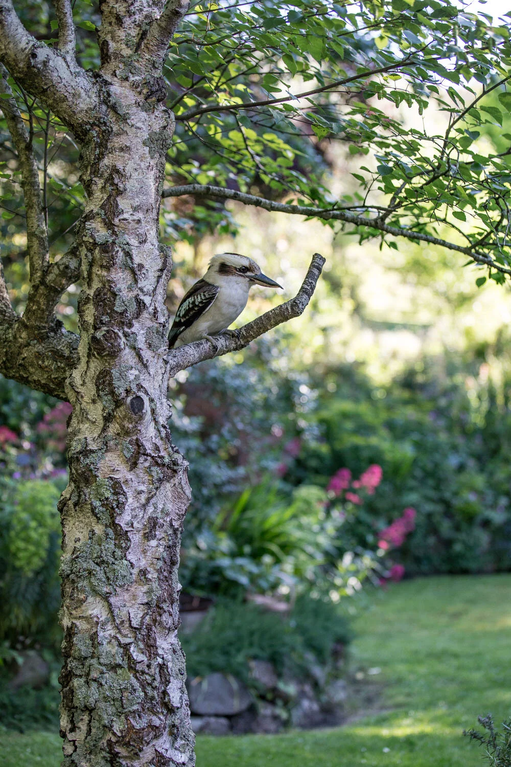 braeside-mt-macedon-cabin-garden-view-kookaburra.jpg
