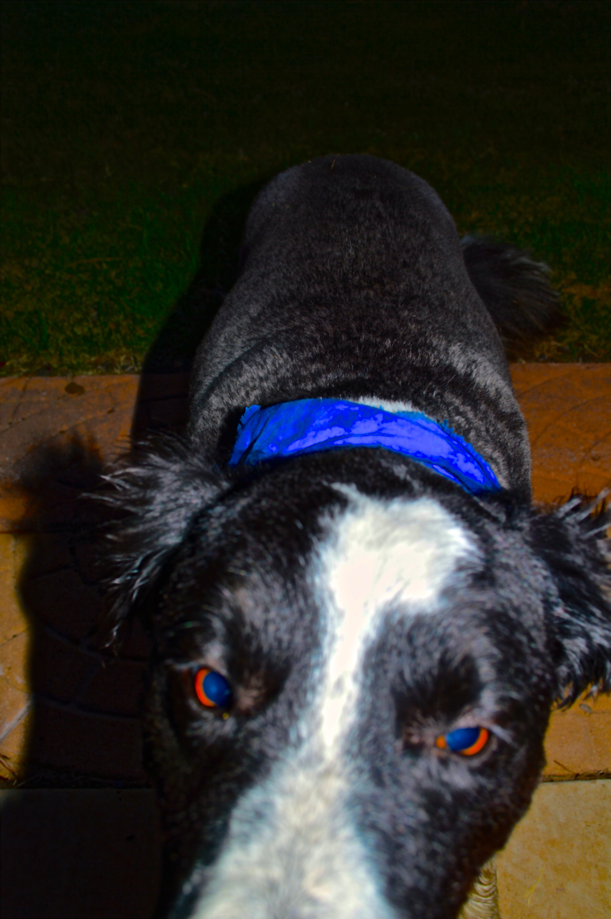 Buddy - 2014