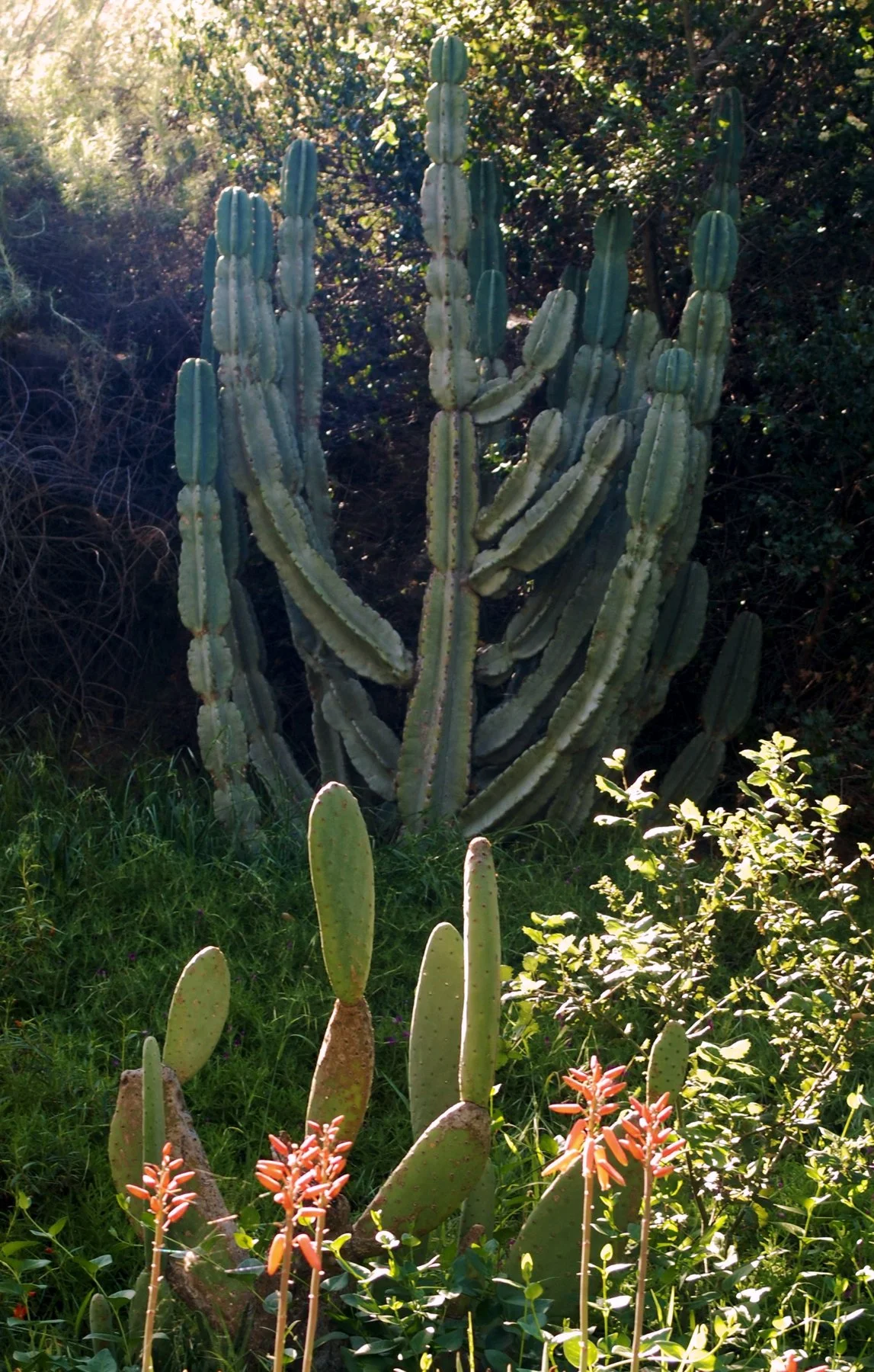 0326 MASTERS GARDEN 01.jpg
