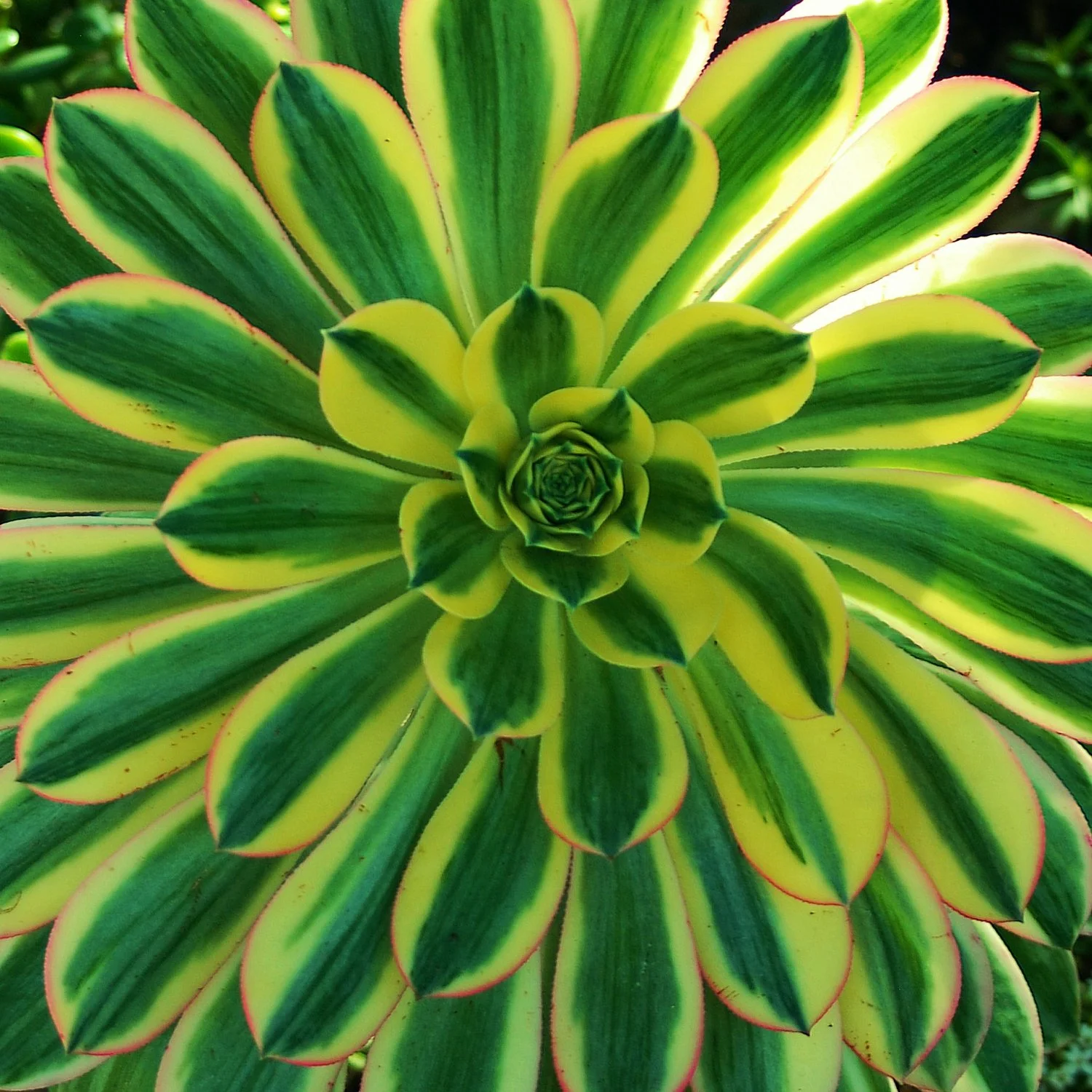 0426 MASTERS GARDEN 02.jpg