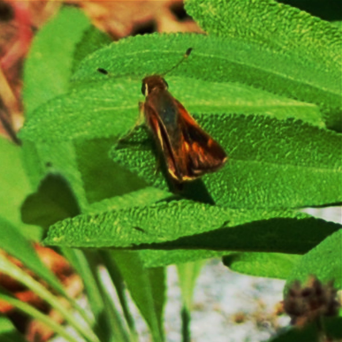 0626 MASTERS GARDEN 03.jpg