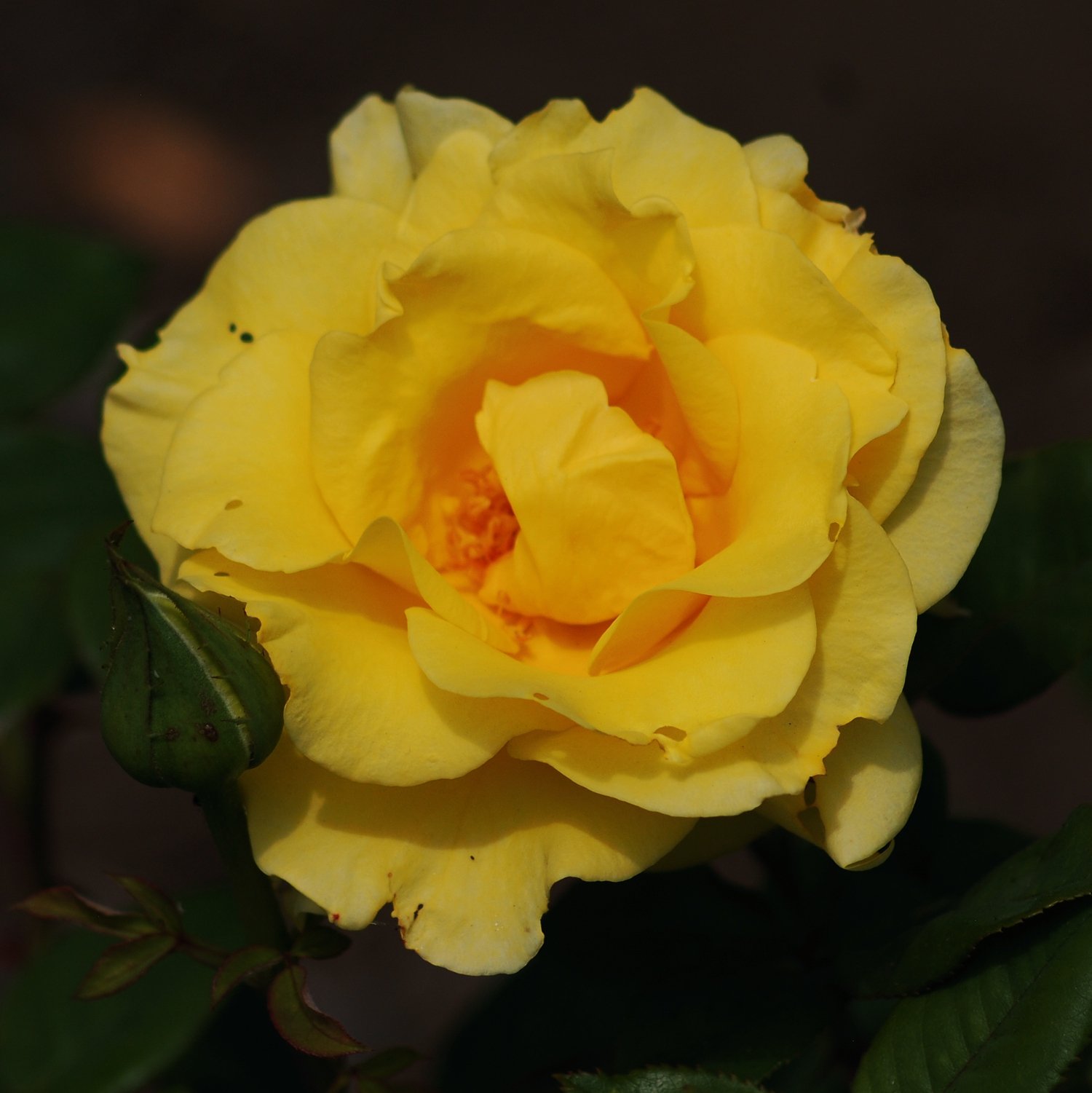 0526 MASTERS GARDEN 017.jpg