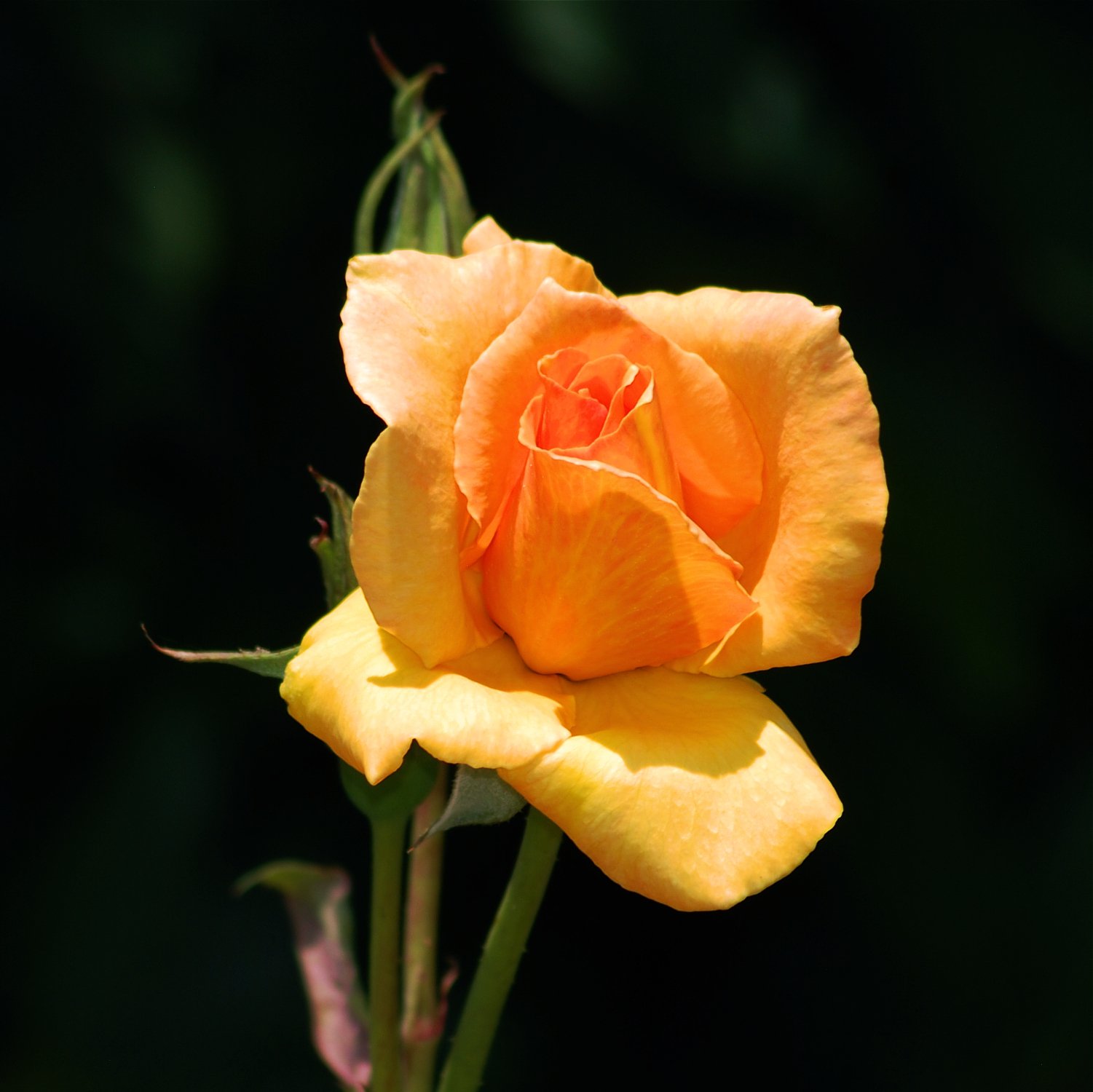 0626 MASTERS GARDEN 01.jpg