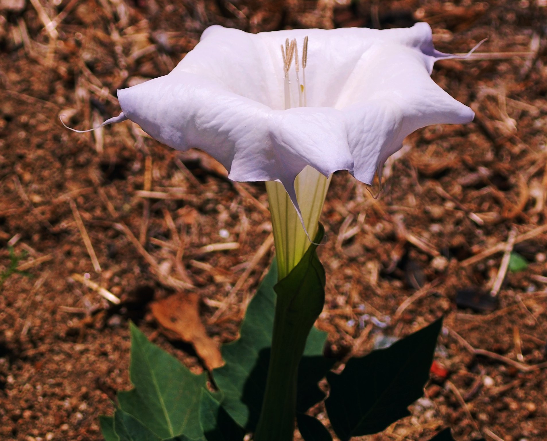 0926 MASTERS GARDEN 02.jpg