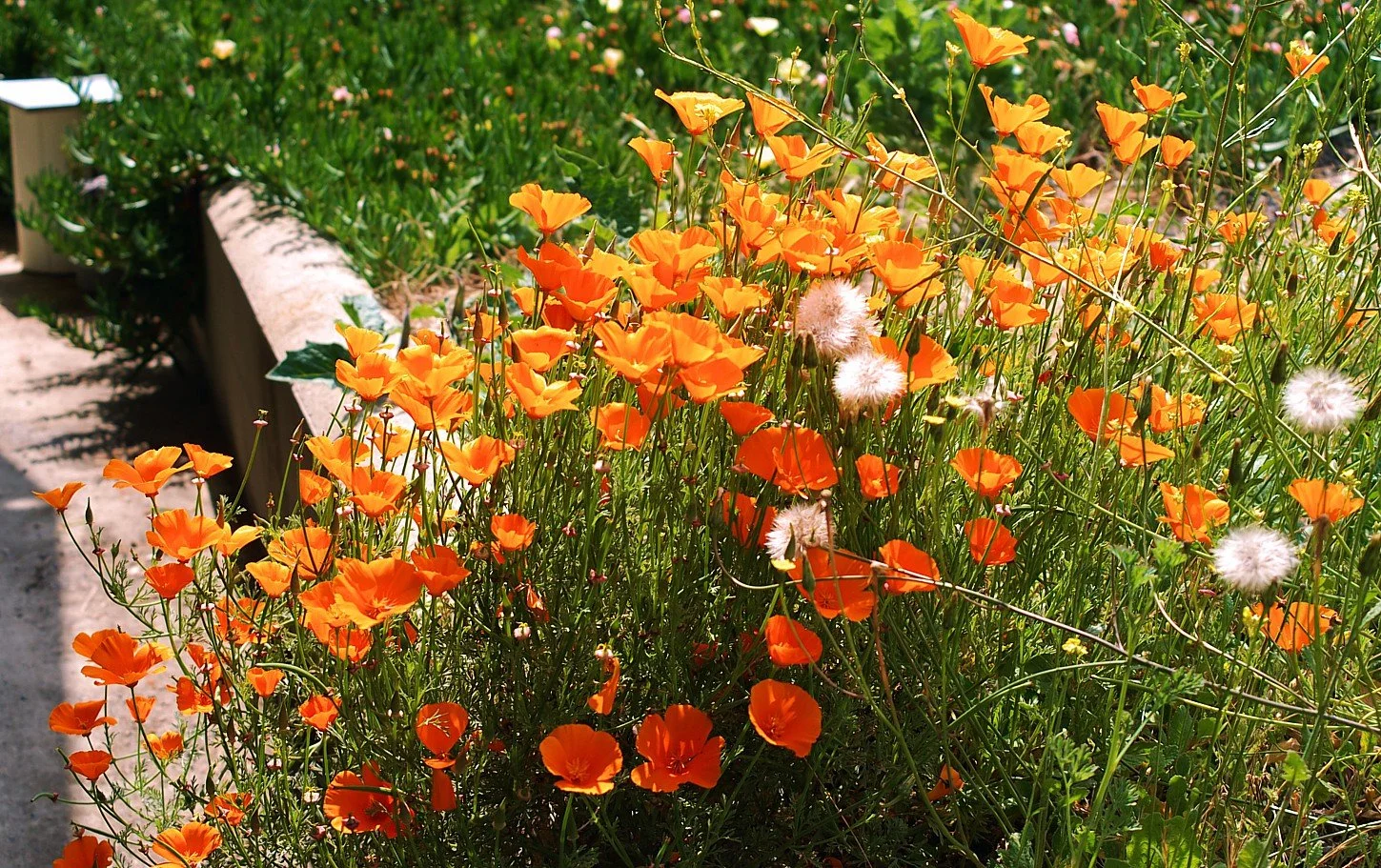 photos-self-realization-fellowship-glendale-temple