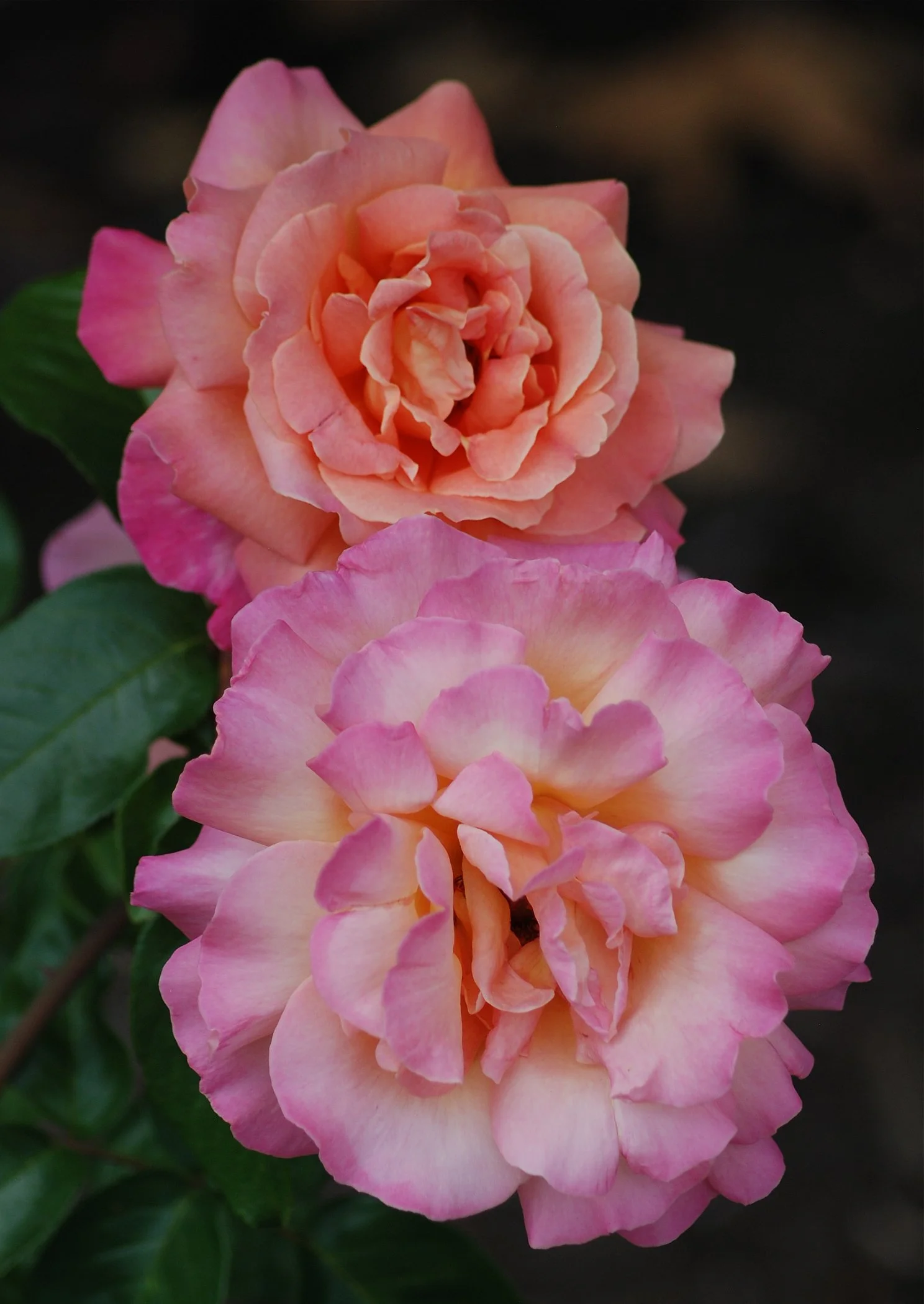 0526 MASTERS GARDEN 015.jpg
