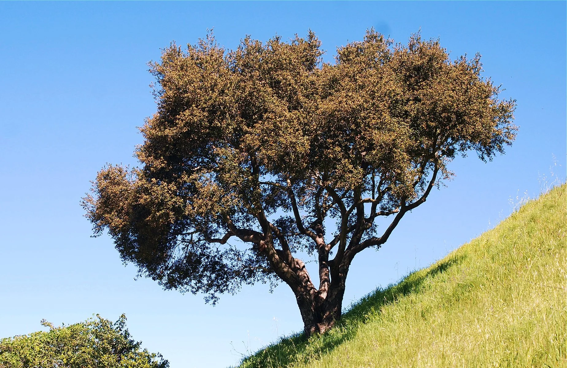 0226 MASTERS GARDEN 03.jpg