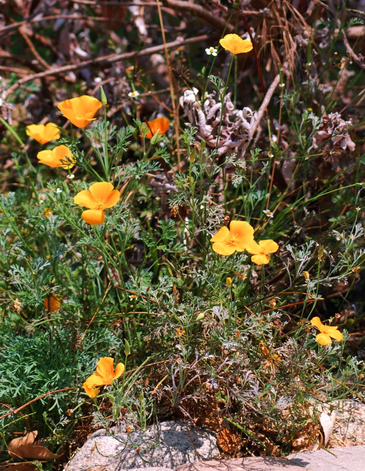 0626 MASTERS GARDEN 05.jpg