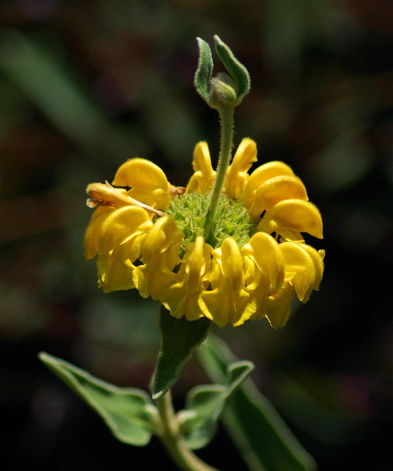 0626 MASTERS GARDEN 06.jpg