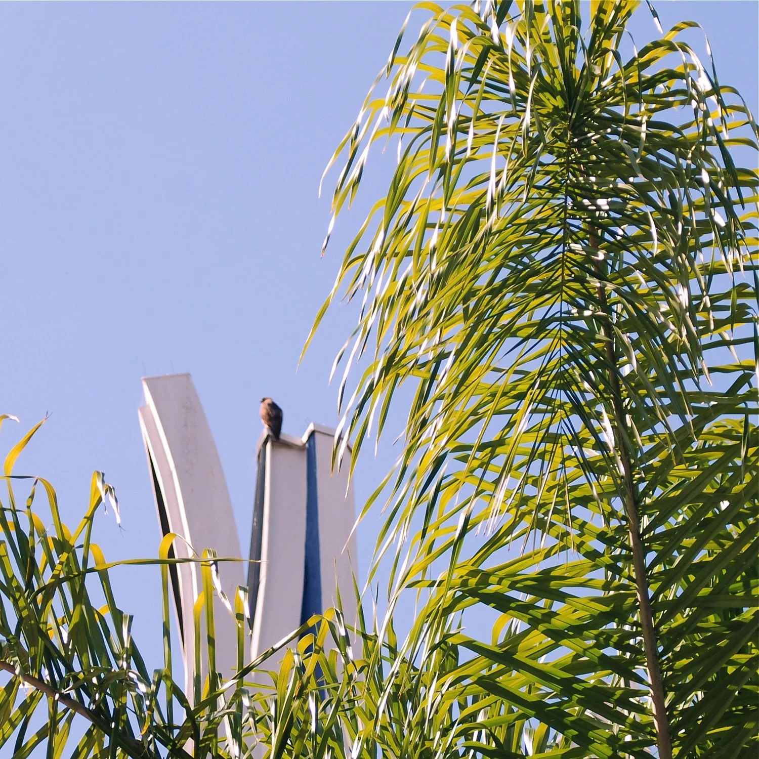 0426 TEMPLE 05 WITH HAWK.jpg