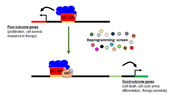 Androgen receptor (AR) signalling and drug resistance in prostate cancer
