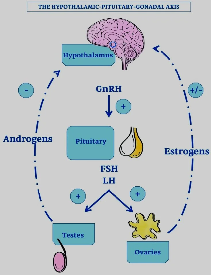 Clinical review of inadequate nutrition and excessive energy expenditure on testosterone in men