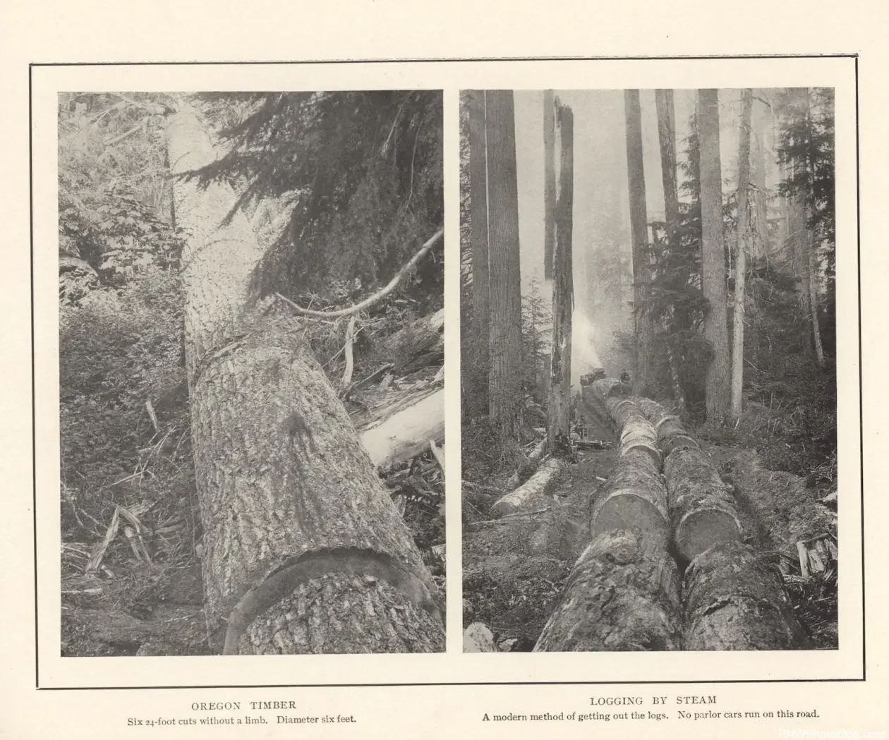 Oregom-TimberLogging-by-Steam.webp