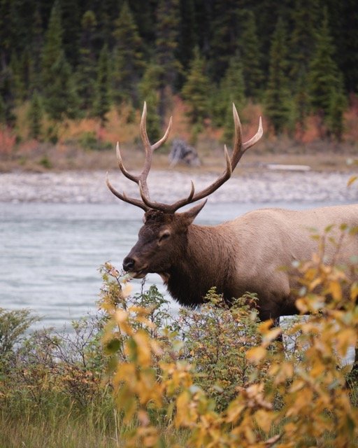 canadian elk Medium.jpeg