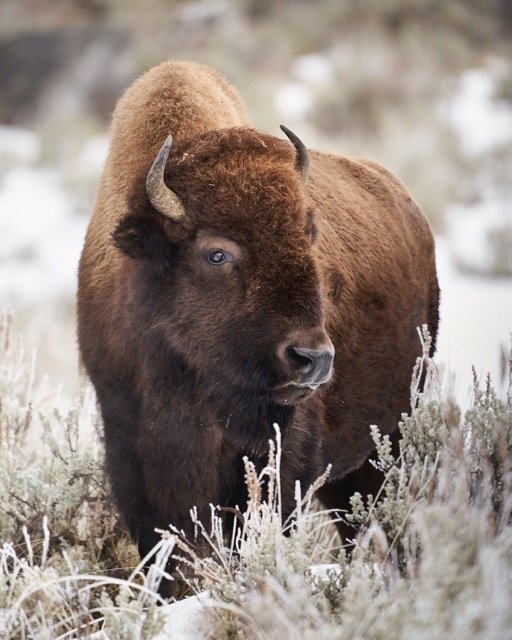 teenage bison.jpeg