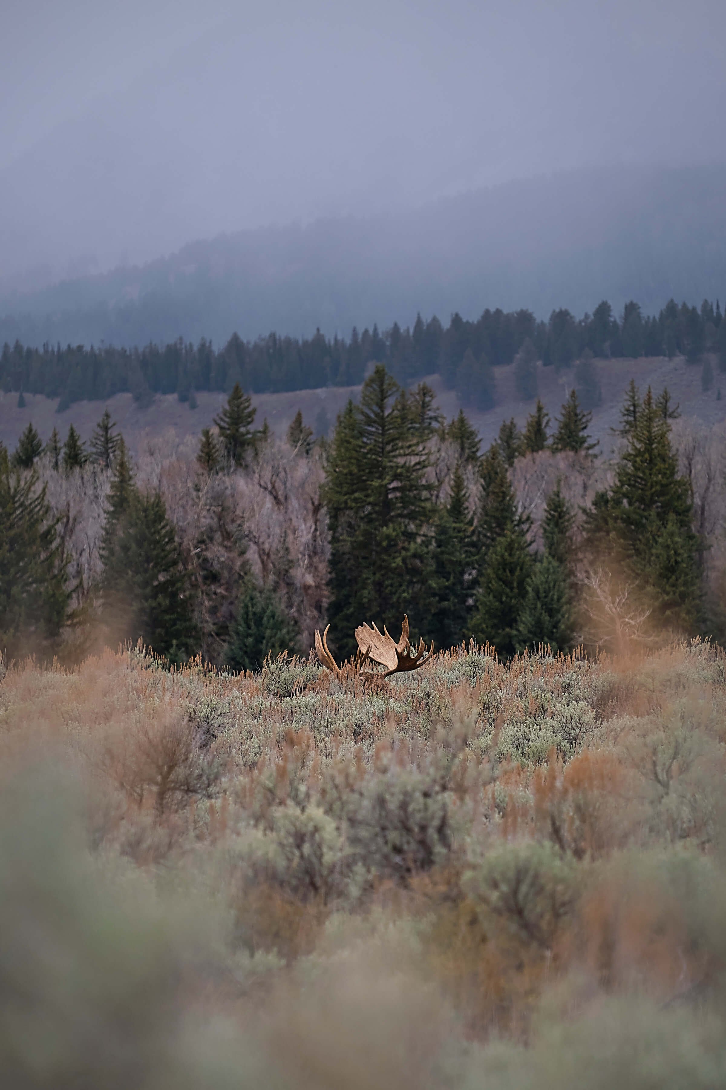 sleepig-moose-saturated.jpg