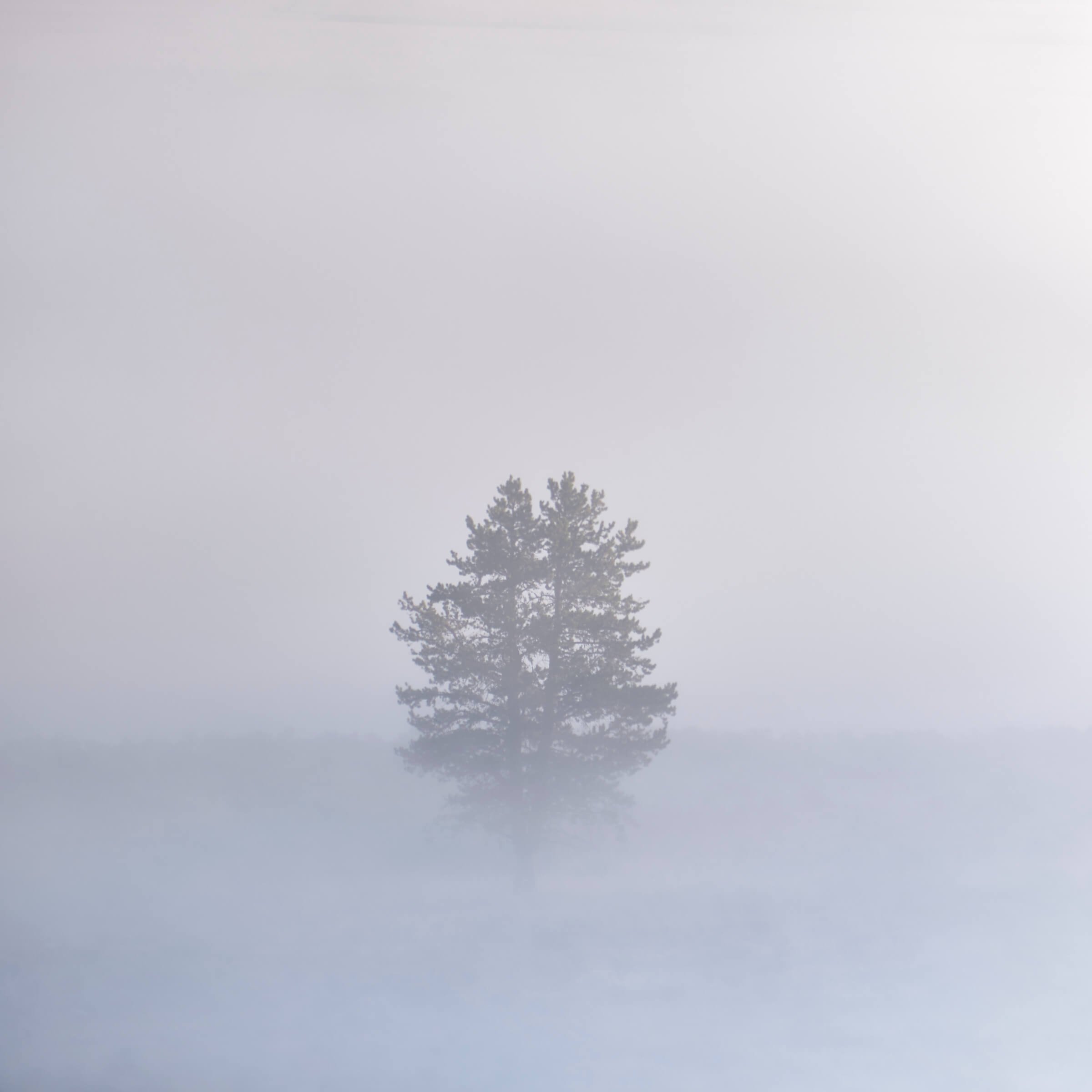 lonelytreelamarvalley.jpg