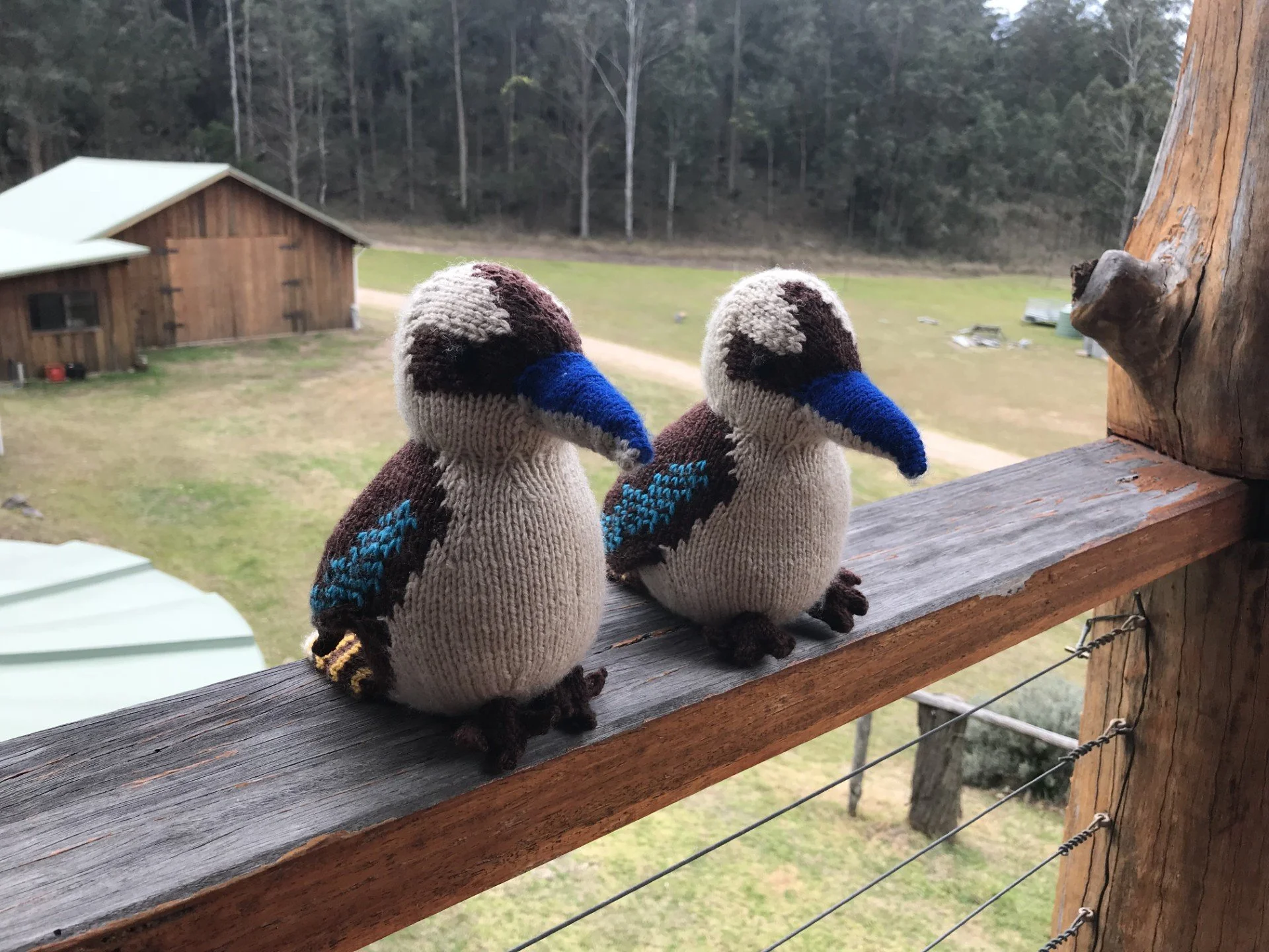 Sally Kookaburra.jpg